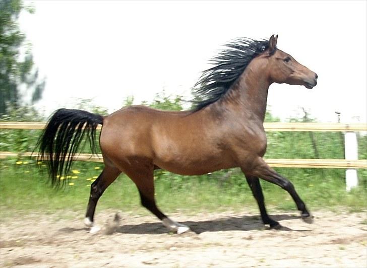 Anden særlig race sebastian - så smuk du er;) billede 5