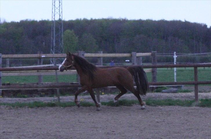 DSP Majblis billede 12