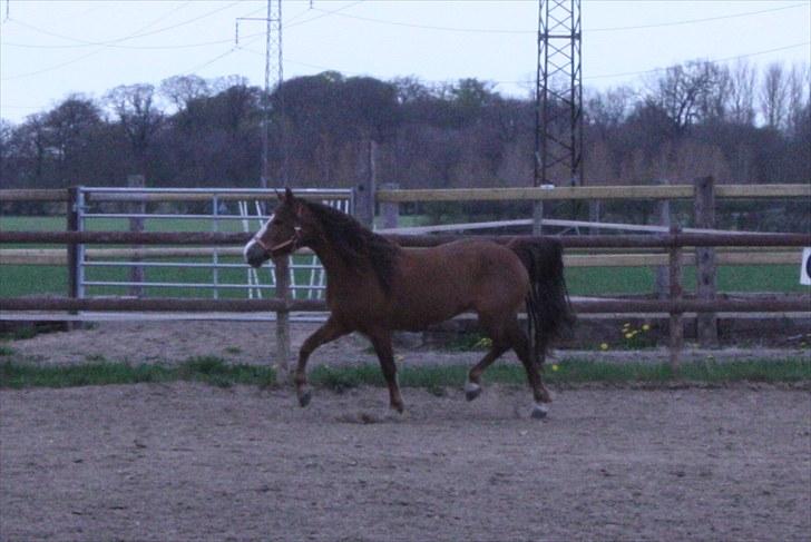 DSP Majblis billede 16