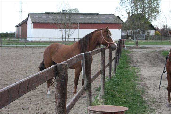 DSP Majblis billede 17