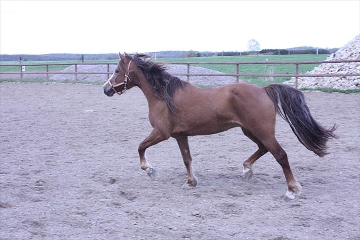 DSP Majblis billede 15