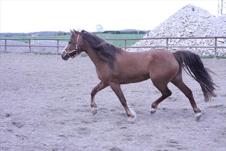 DSP Majblis billede 13