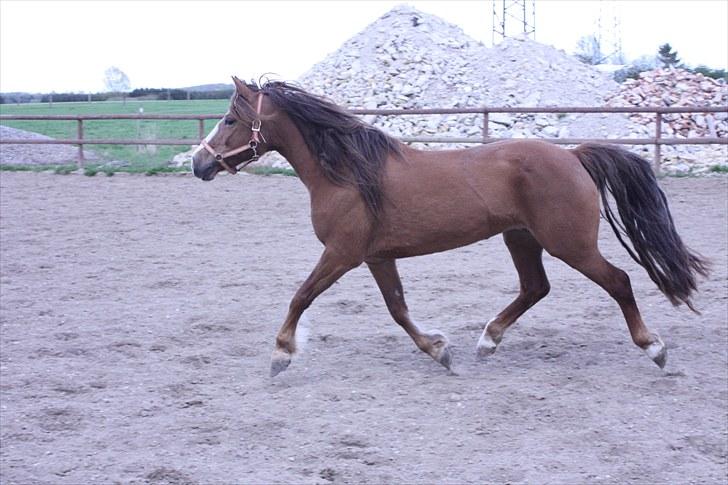 DSP Majblis billede 14