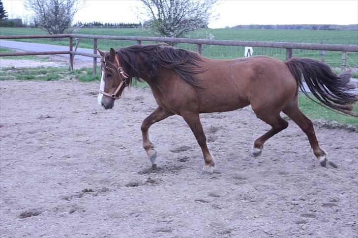 DSP Majblis billede 20