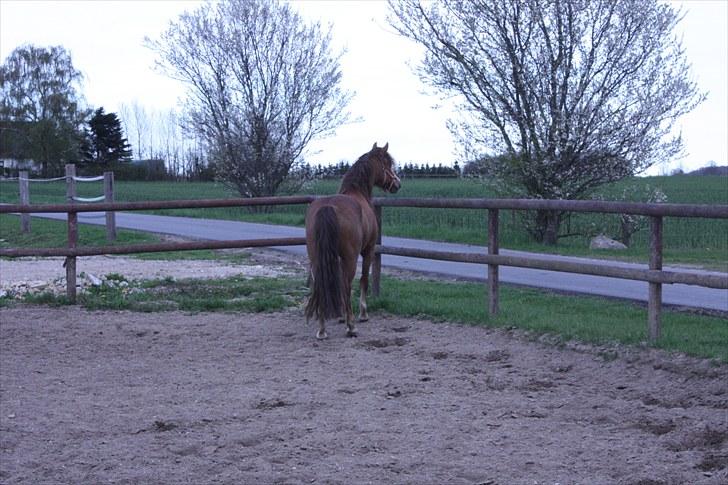 DSP Majblis billede 18