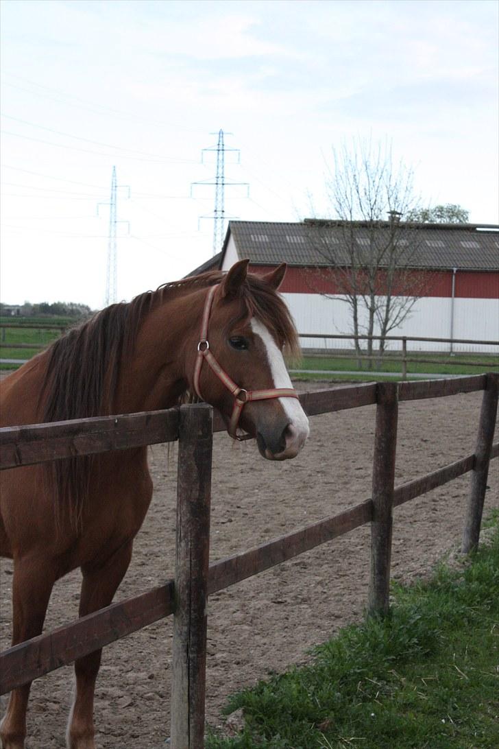 DSP Majblis billede 4