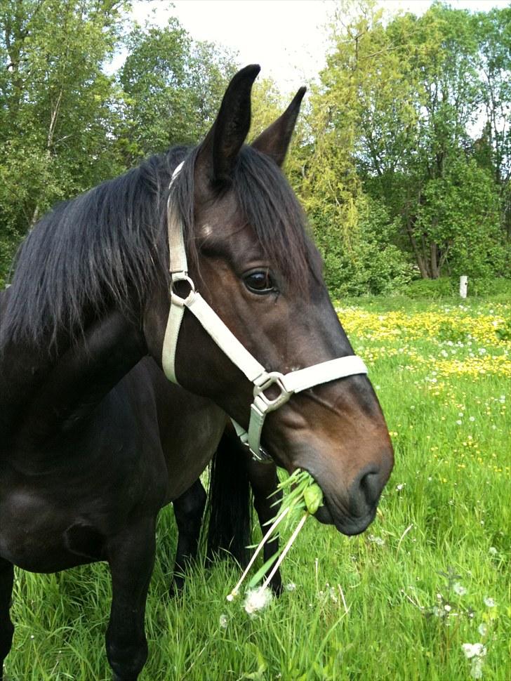 Oldenborg Sir Arthur <3 * Solgt *  billede 1