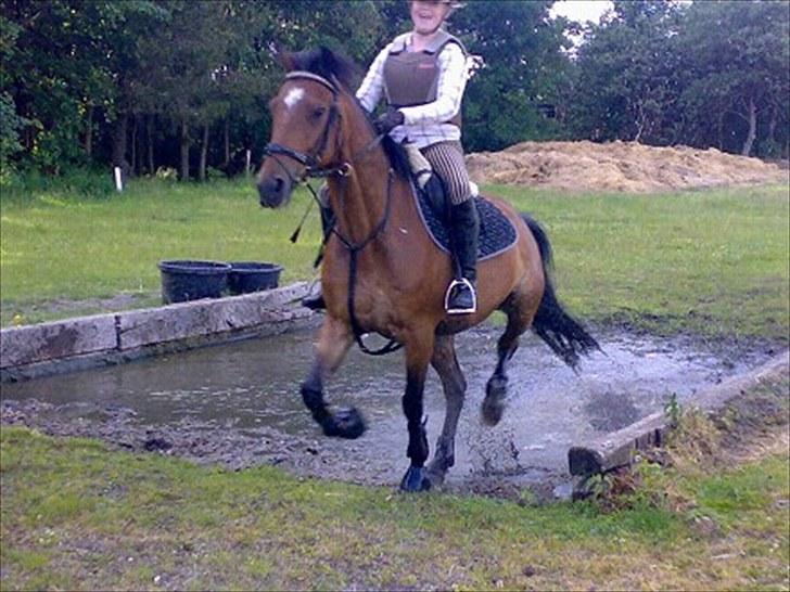 Hollandsk Sportspony Fiégo | Solgt! | - mig og Fiégo der rider igennem vandgraven i kragelund !, savner dig pony mus !<3 billede 11