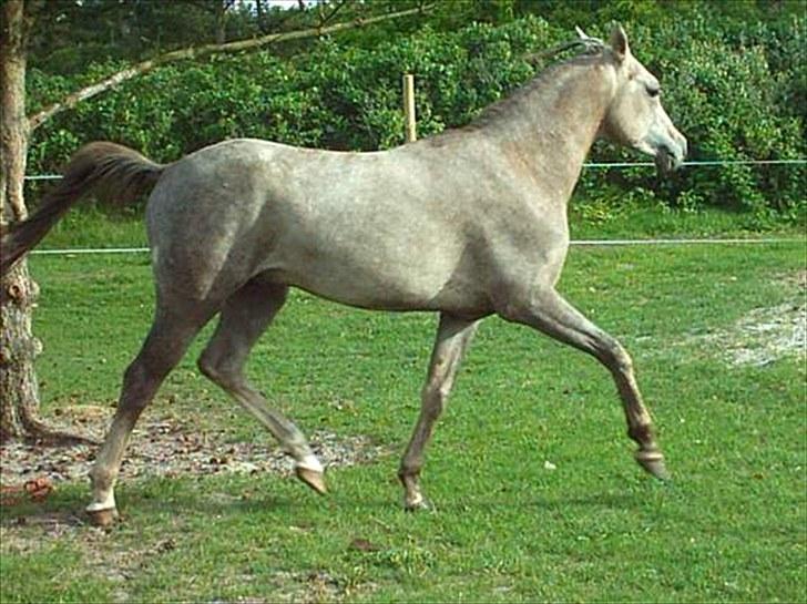 Arabisk fuldblod (OX) Jamal al din - Da vi lige havde fået ham hjem (1 år gammel) billede 2