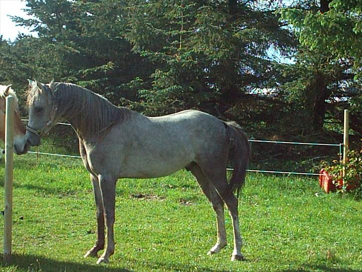 Arabisk fuldblod (OX) Jamal al din - Da vi lige havde fået ham hjem (1 år gammel) billede 3