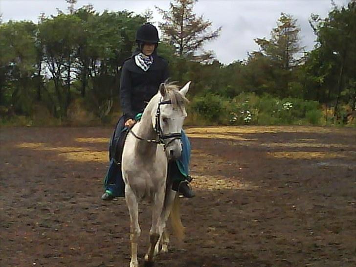 Arabisk fuldblod (OX) Jamal al din - Vores første ridetur sammen. billede 4