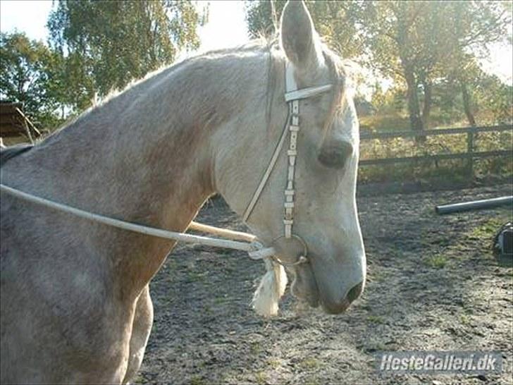 Arabisk fuldblod (OX) Jamal al din - Da han var blevet tilredet. billede 5