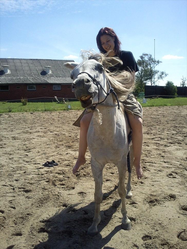 Arabisk fuldblod (OX) Jamal al din - Lidt hygge og sjov, med han tidligere ejer. billede 6