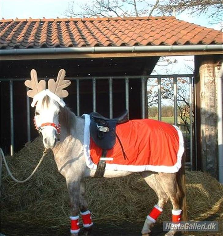 Arabisk fuldblod (OX) Jamal al din - Malle i fin jule tøj billede 7