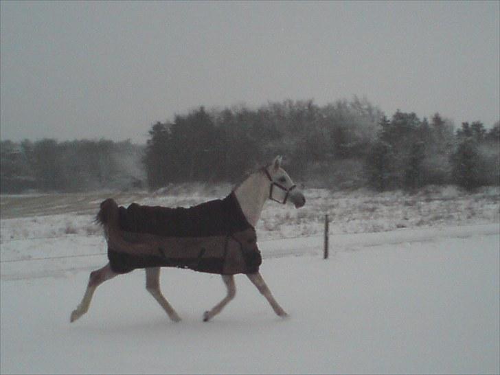 Arabisk fuldblod (OX) Jamal al din - Vinteren 2010 billede 8