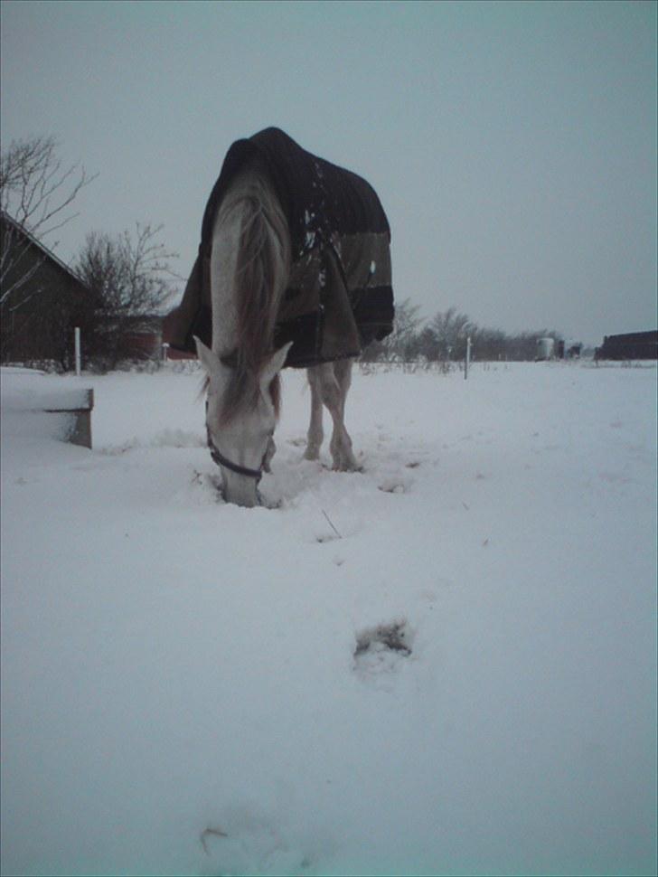 Arabisk fuldblod (OX) Jamal al din - Vinteren 2010 billede 9