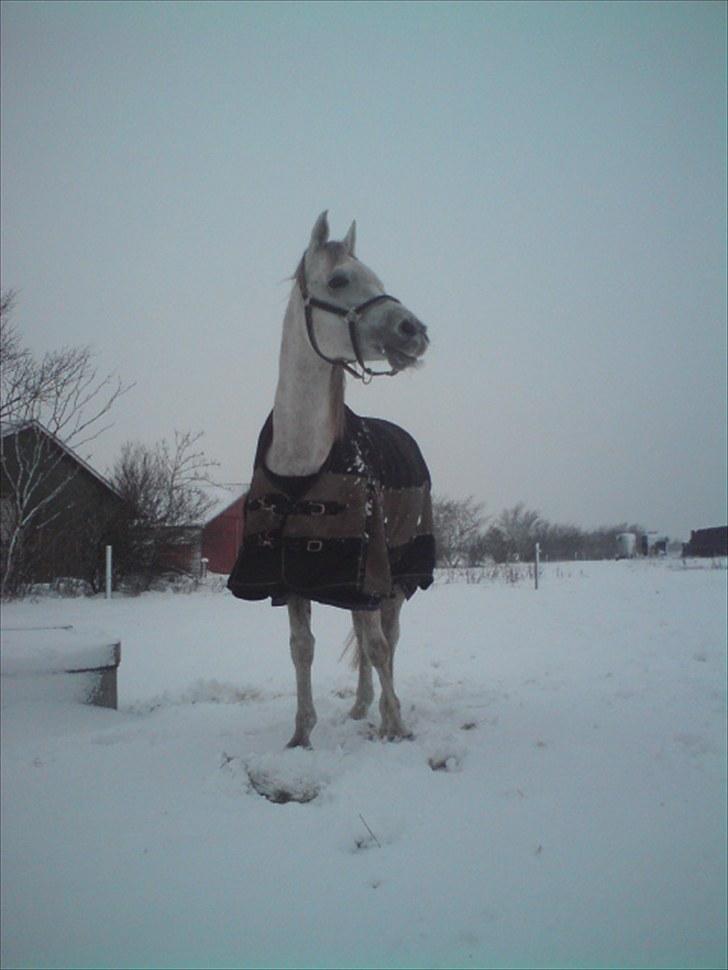 Arabisk fuldblod (OX) Jamal al din - Vinteren 2010 billede 10
