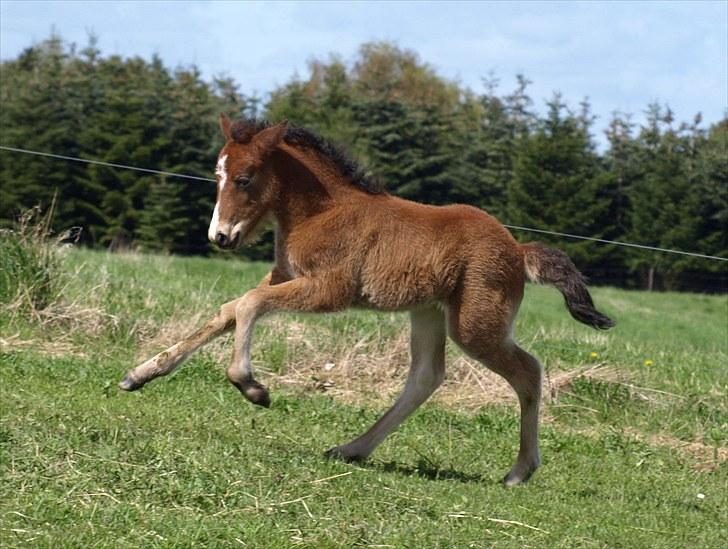 Islænder Fyrsta fra Piparhus - Galop, det kan hun også! :D [Foto: Mig] billede 5