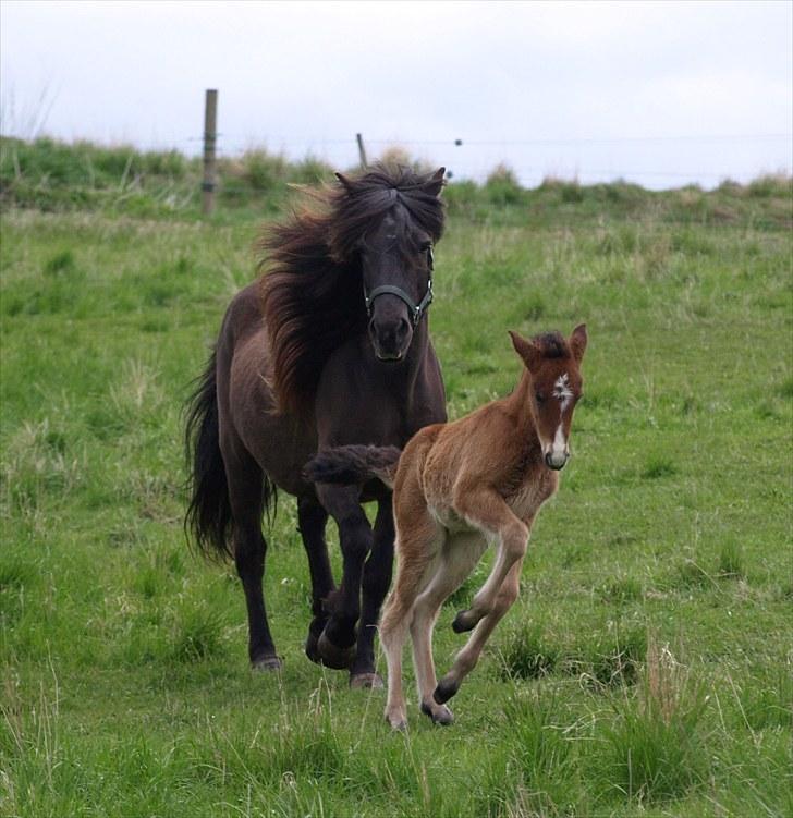 Islænder Fyrsta fra Piparhus - Fyrsta i hopla!  [Foto: Mig] billede 6