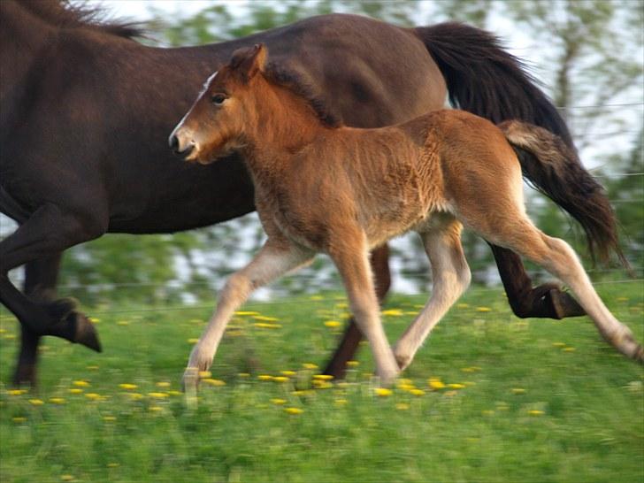 Islænder Fyrsta fra Piparhus - Er sikker på at hun nok skal blive en udemærket pashest ;-) [Foto: Mor] billede 7