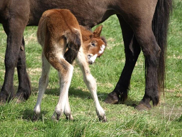 Islænder Fyrsta fra Piparhus - Uhh det kløer! [Foto: Mig] billede 10