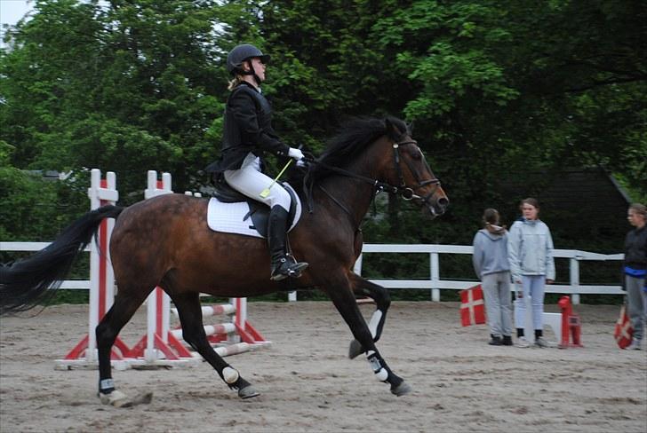 Anden særlig race Dundee - Red - Signe på rygge af ham :) |Foto : Mig billede 20