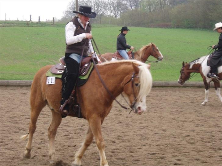 Haflinger SternPrinz - DWF Springbreak show i Korinth billede 16