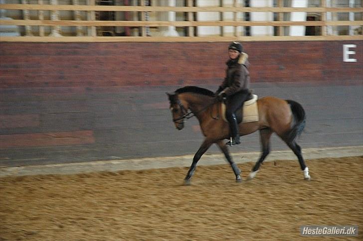 New Forest Rex <3 billede 4