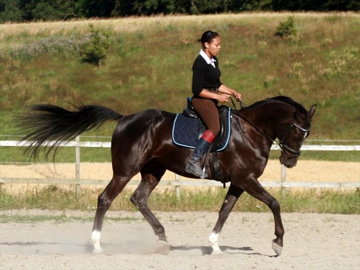 Anden særlig race Noir Rêver *himmelhest* - 25.07.2010 billede 14