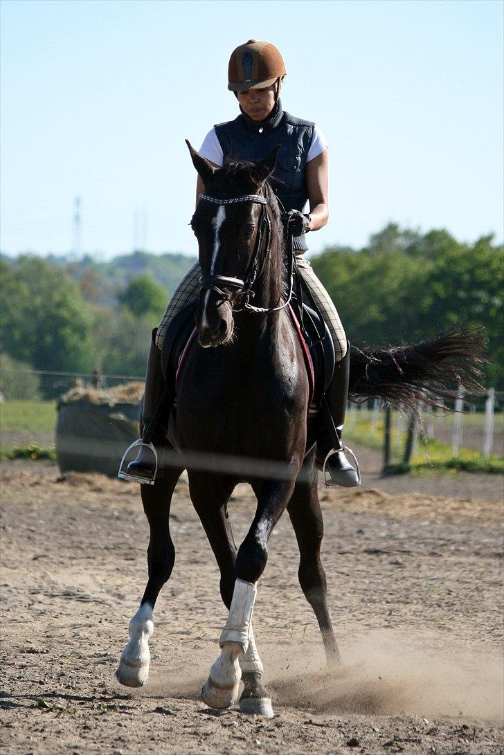 Anden særlig race Noir Rêver *himmelhest* - 08.05.2011 billede 4