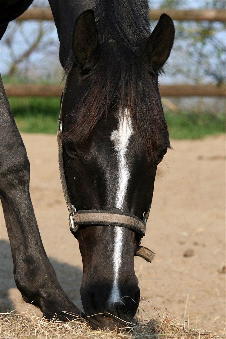 Anden særlig race Noir Rêver *himmelhest* - 22.04.2011 billede 6