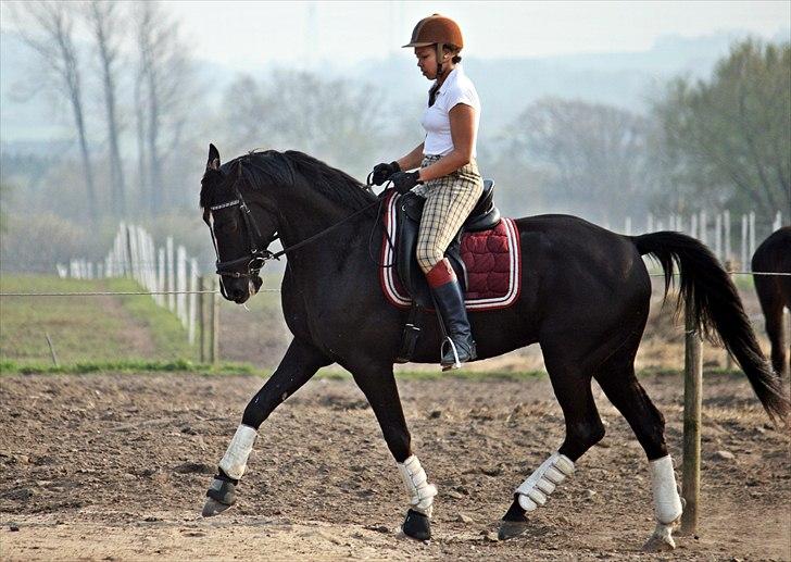 Anden særlig race Noir Rêver *himmelhest* - 20.04.2011 billede 7