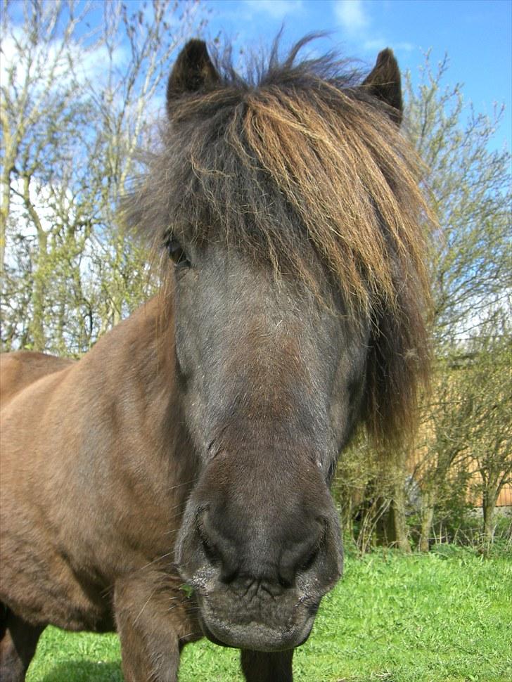 Islænder Bliða hedelund - er jeg ikke bare nuttet? :3 billede 6