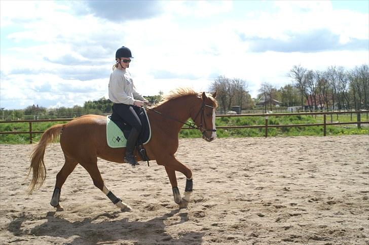Dansk Varmblod Deimi - galop billede 3