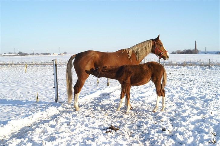Dansk Varmblod Deimi - vinteren 2009/2010 billede 5
