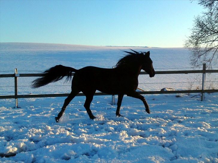 Anden særlig race Noir Rêver *himmelhest* billede 19