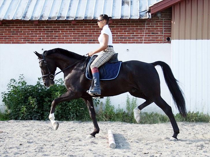Anden særlig race Noir Rêver *himmelhest* - 24.07.2010 billede 15