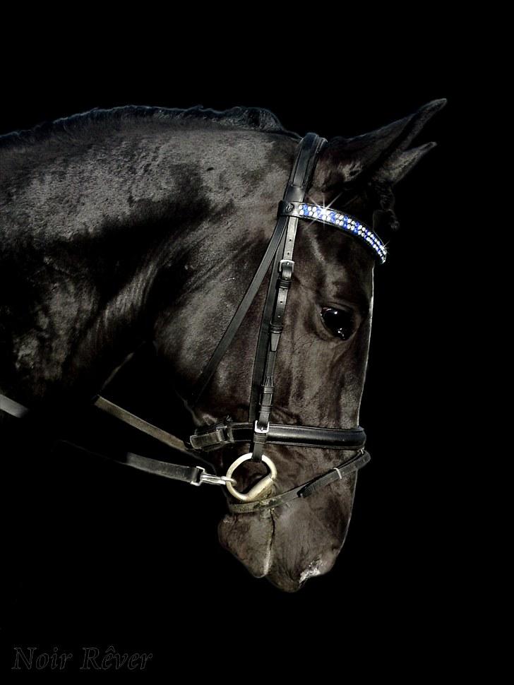 Anden særlig race Noir Rêver *himmelhest* billede 18