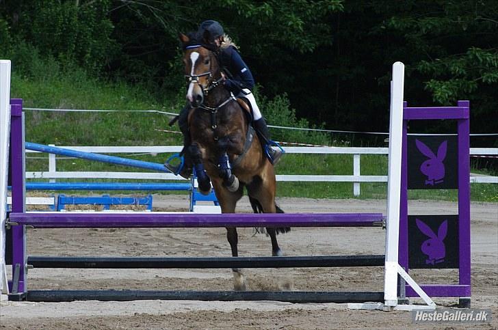 New Forest Kærgaardens Chopin B-PONY (solgt) - Dejlige Chopper <3 billede 1