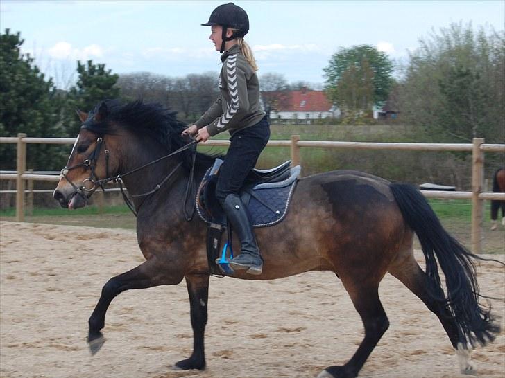 New Forest Kærgaardens Chopin B-PONY (solgt) - Galop Galop Galop ;D billede 3