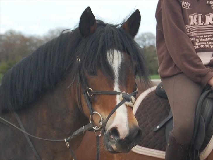 New Forest Kærgaardens Chopin B-PONY (solgt) - SMUKKE andet kan man jo ikke sige <3 billede 7