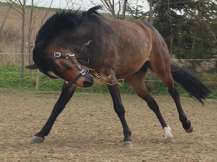 New Forest Kærgaardens Chopin B-PONY (solgt) - HINGSTI :D billede 11