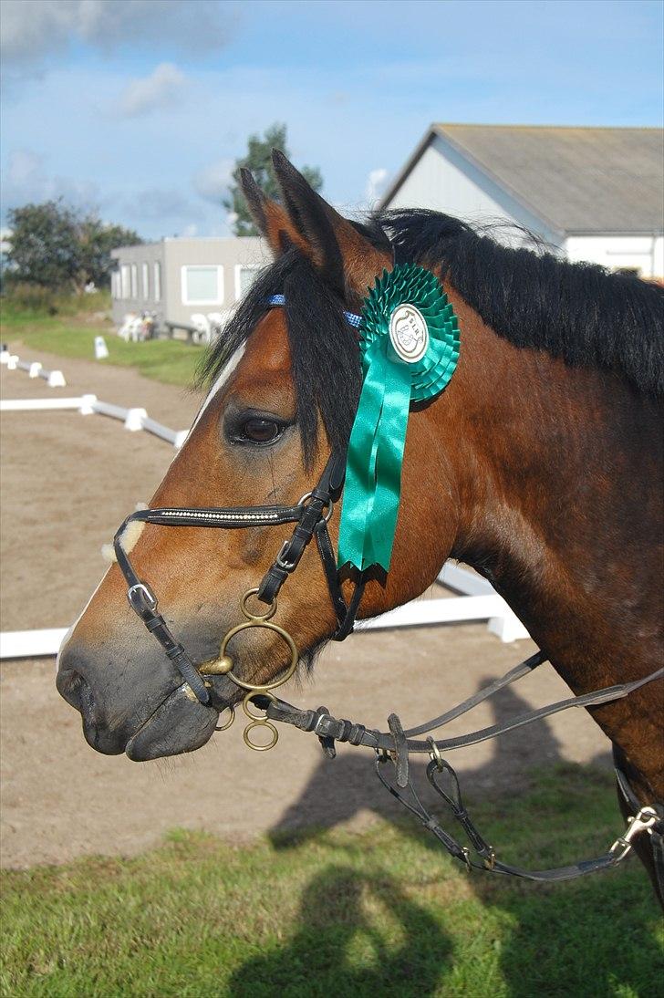 New Forest Kærgaardens Chopin B-PONY (solgt) - Præmie-Dyr ;*) billede 13