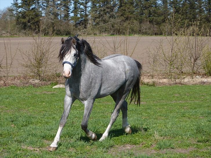 Welsh Pony (sec B) Bjerregårds Ivanhoe billede 12