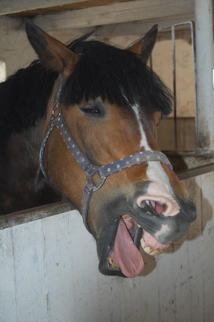 New Forest Kærgaardens Chopin B-PONY (solgt) - "Orghhh jeg er så træt" ;D billede 14