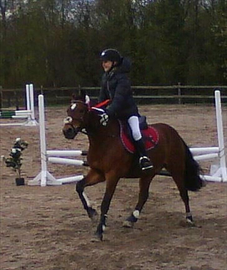 New Forest Mankehøjs Kaval - (17)  Elsker valle<3 æresrunde vandt en 1 plads(: <3 Foto:Rasmine billede 17