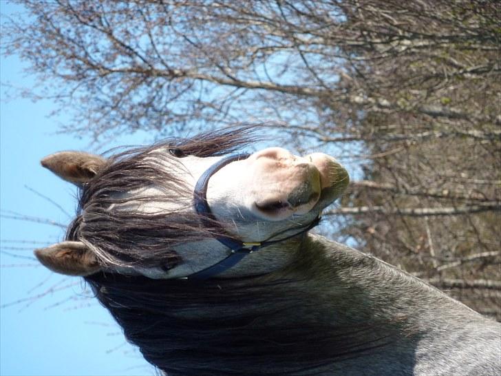 Welsh Pony (sec B) Bjerregårds Ivanhoe billede 8