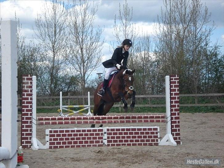 New Forest Mankehøjs Kaval - (19)  HJOR 80 cm VANDT<3 billede 19