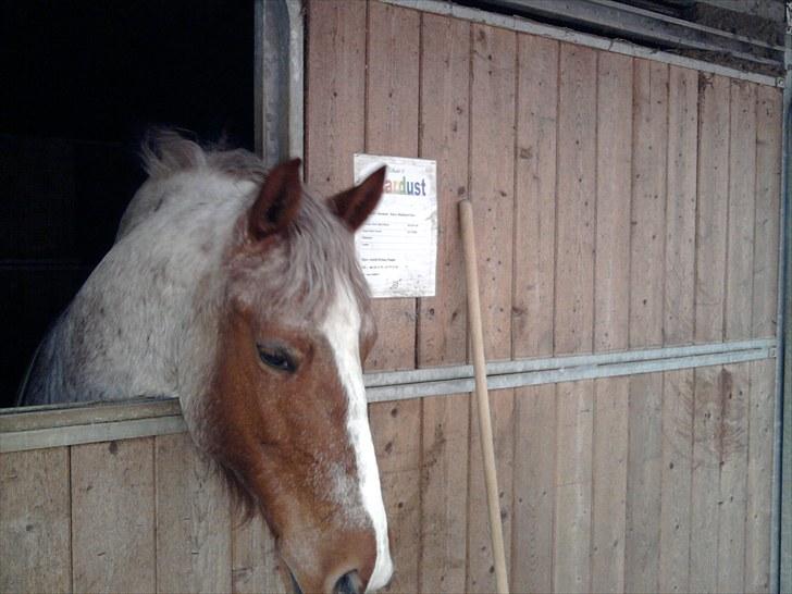 Highland Pony Stardust SOLGT billede 12