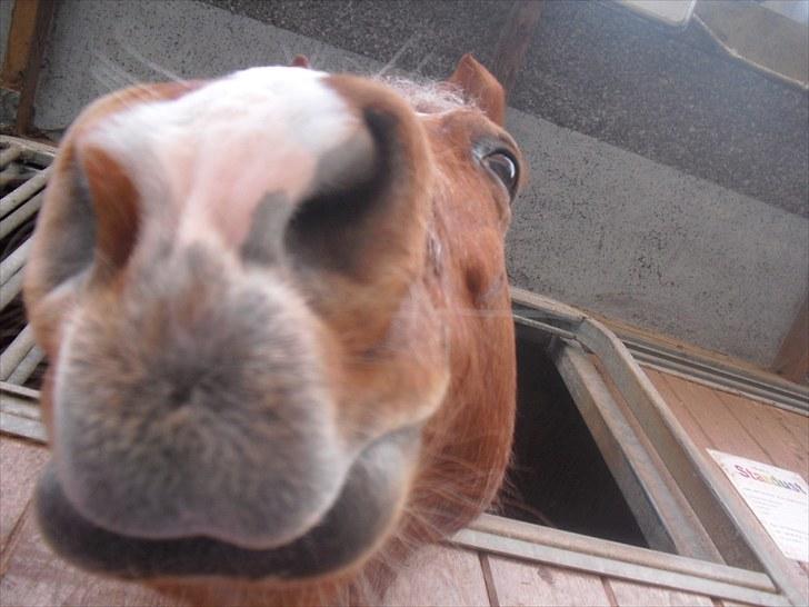 Highland Pony Stardust SOLGT - Uj det er tæt på billede 13
